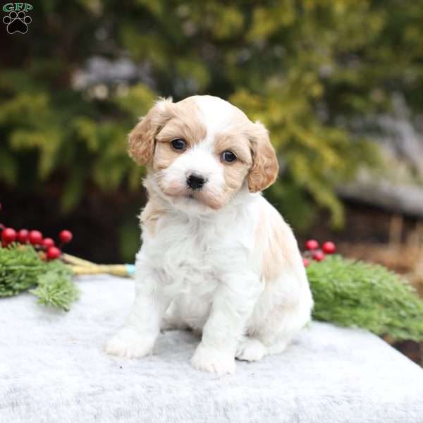 Belle, Cavachon Puppy